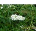 Будлея ( Buddleia davidii sp.)